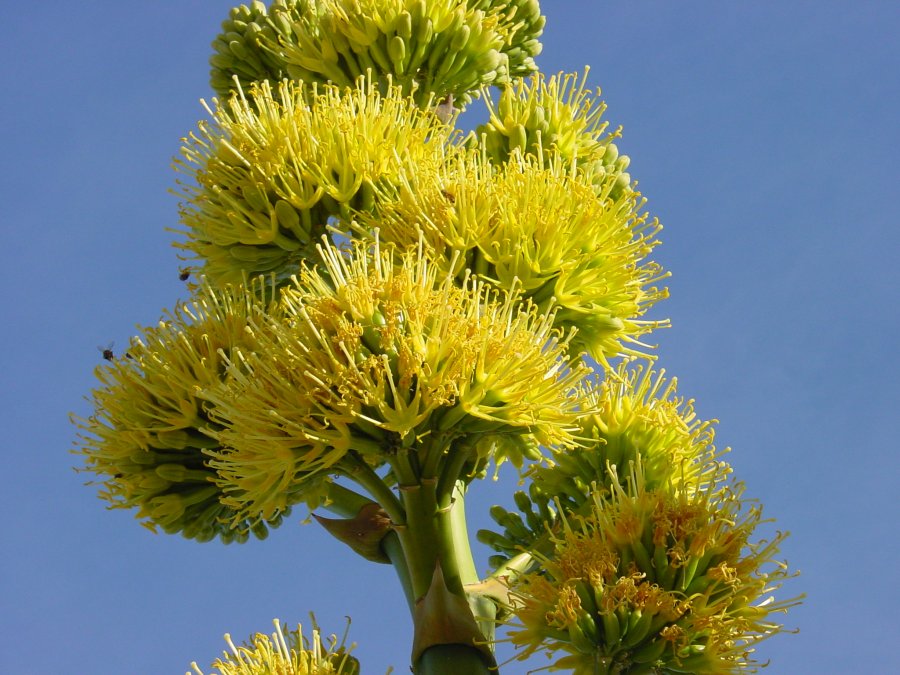 Цветки агавы